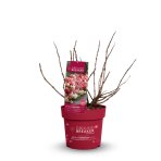 Hortenzia metlinatá (Hydrangea paniculata) ´GROUNDBREAKER® RUBY´ by LIVING CREATIONS®´ - výška 10-20 cm, kont. C2L